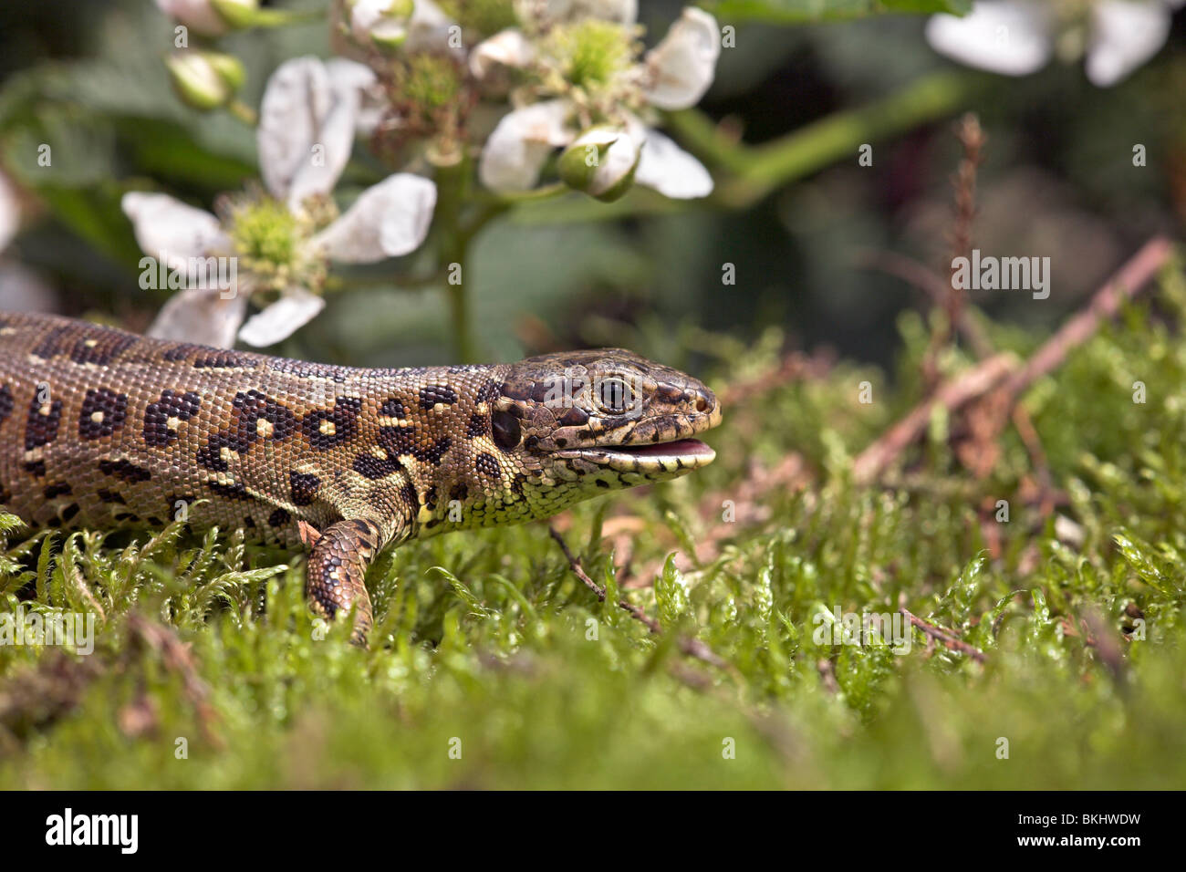 photo of a female sand lizard with her mouth opened under the flowering bramble Stock Photo