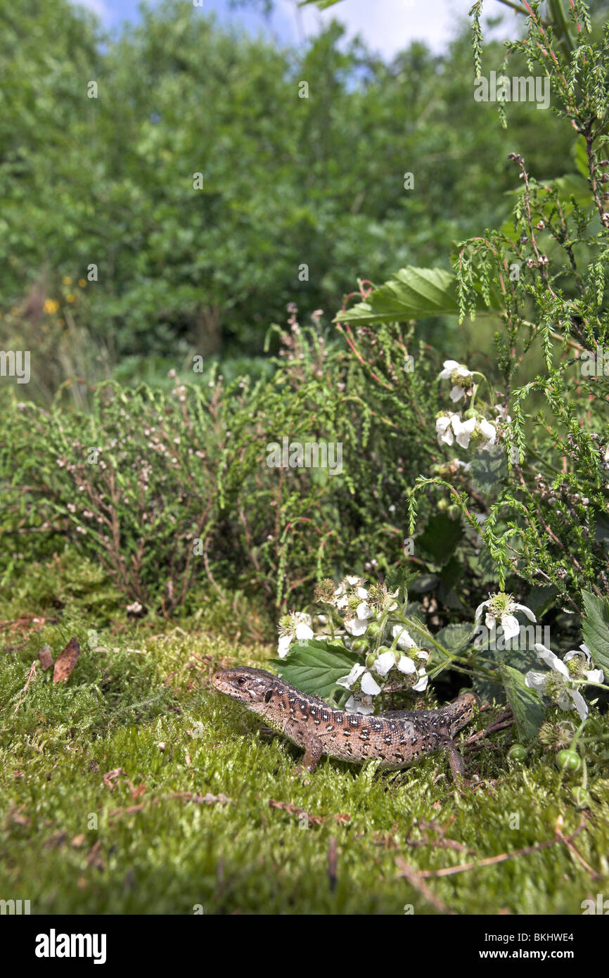 vertical picture of a female sand lizard basking, photographed in its environment Stock Photo