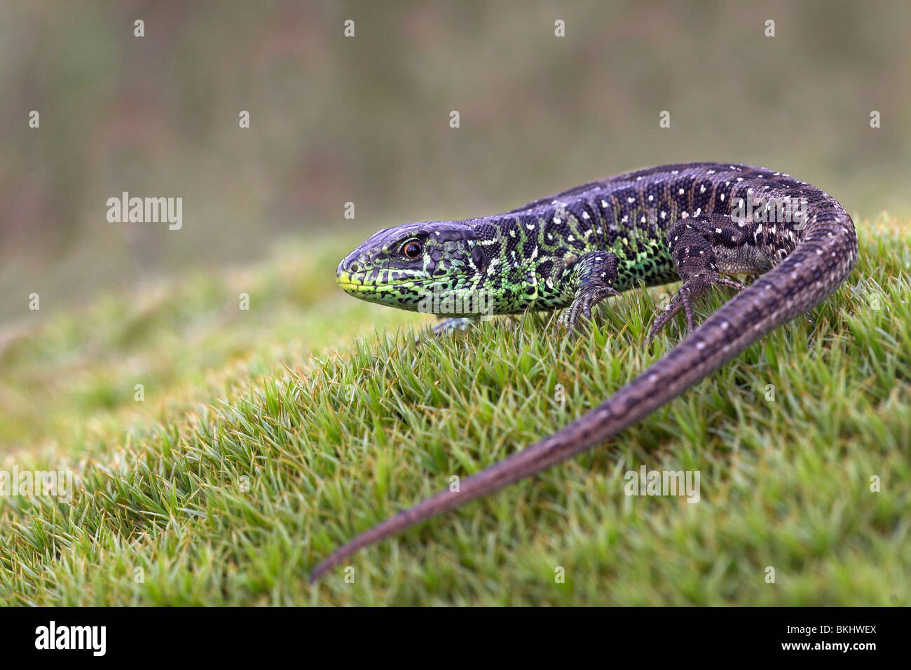 Male Sand lizard on mos photographed in whole. Stock Photo