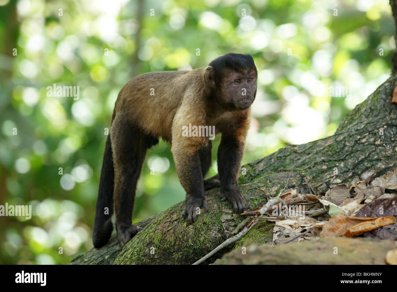 monkey. Hooded capuchin; cebus apella Stock Photo 29282231 Alamy