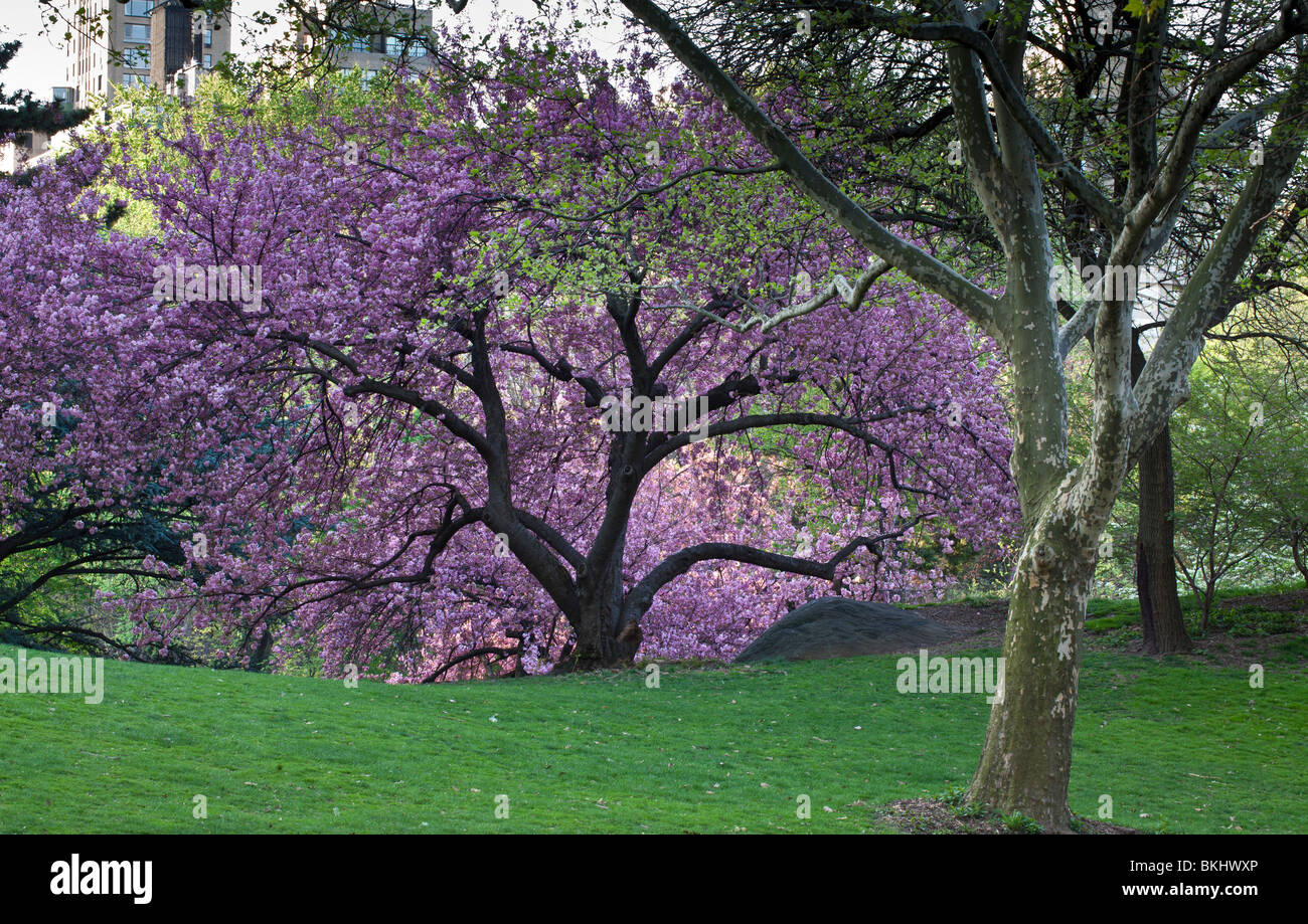 Spring in Central Park with Japanese Cherry trees Stock Photo - Alamy