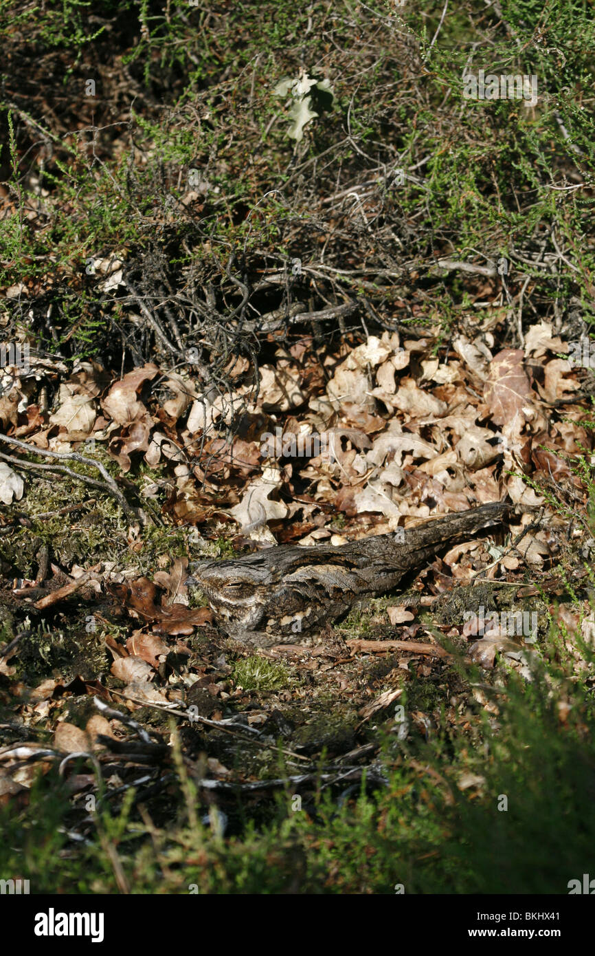 nachtzwaluw op nest in eikenhakhout langs droog heidegebied; european nightjar on nest in common oak coppice along dry sandy heathland Stock Photo