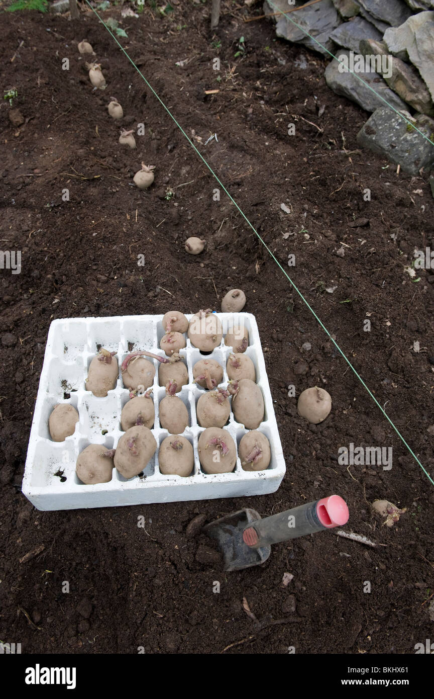 A tray of sprouted potatoes chitting ready to plant in organic raised