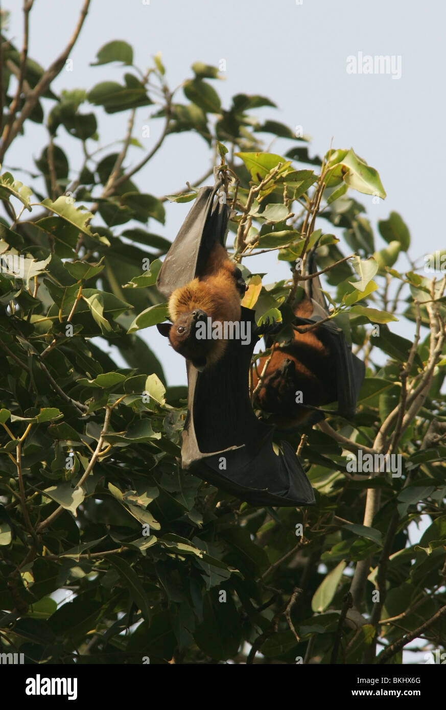 Giant flying fox bat pteropus hi-res stock photography and images - Alamy