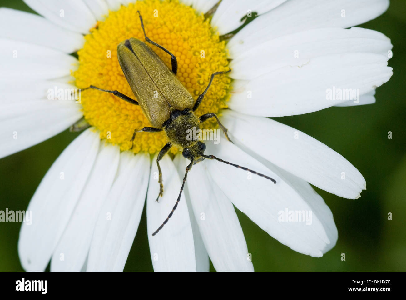 A Flower Longhorn Beetle sitting on a Ox-eyed Daisy. Stock Photo