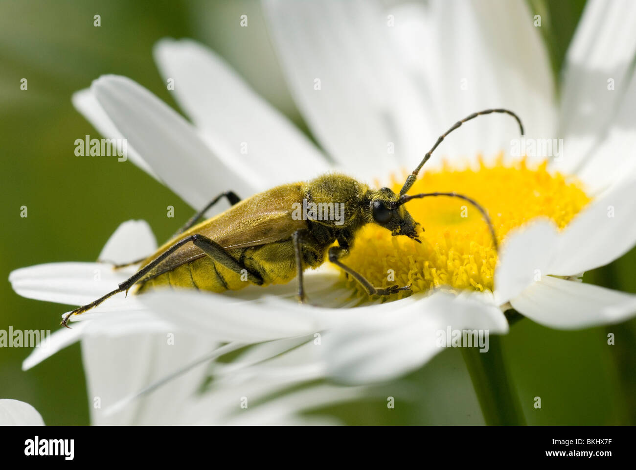 Een Flower Longhorn Beetle zittend op een Margriet,A Flower Longhorn Beetle sitting on a Ox-eyed Daisy. Stock Photo