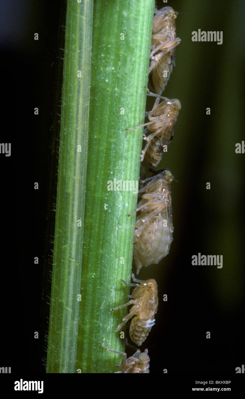 Brown rice planthopper (Nilaparvata lugens) nymphs on rice stem Stock Photo