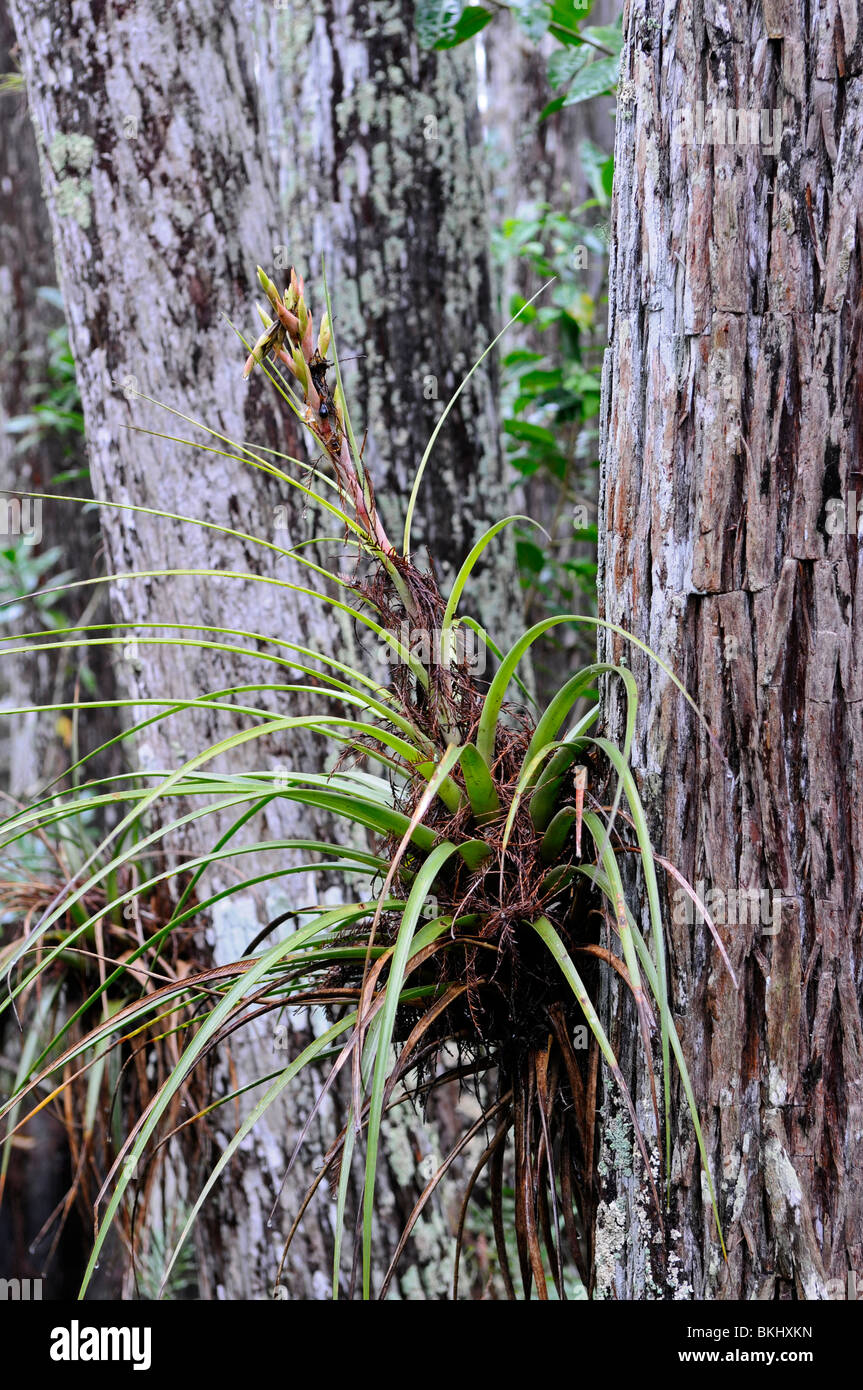 Air Plant: Tillandsia sp. Growing on Bald Cypress tree. Corkscrew Swamp, Florida, USA Stock Photo
