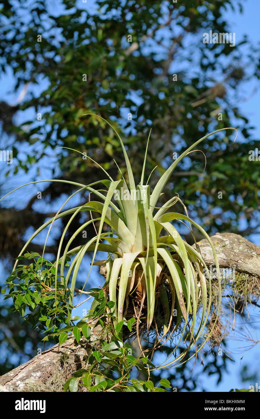 Air Plant Tillandsia sp. Everglades, Florida, USA Stock Photo Alamy