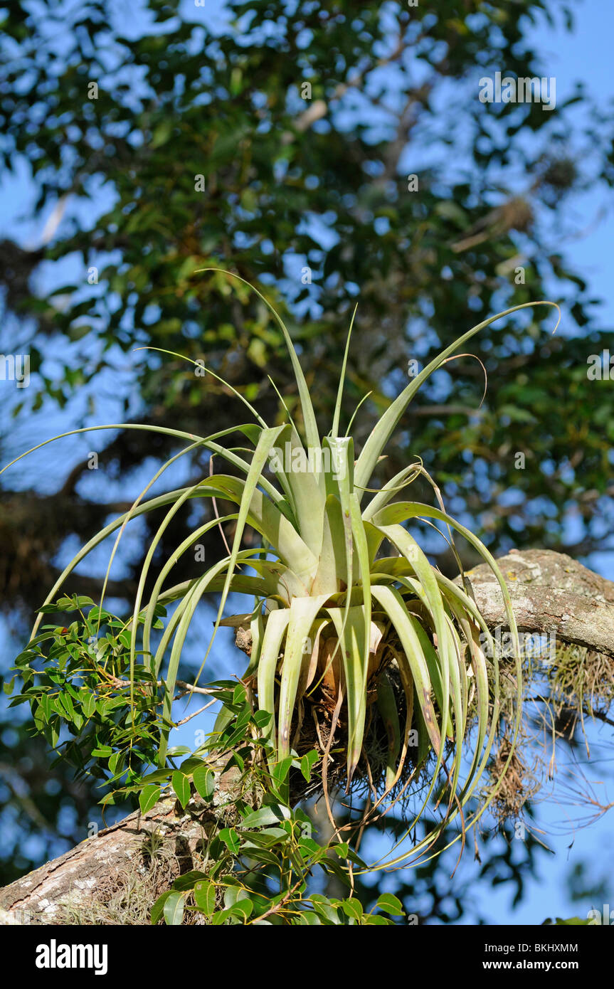 Airplant tree tropical hi-res stock photography and images - Alamy