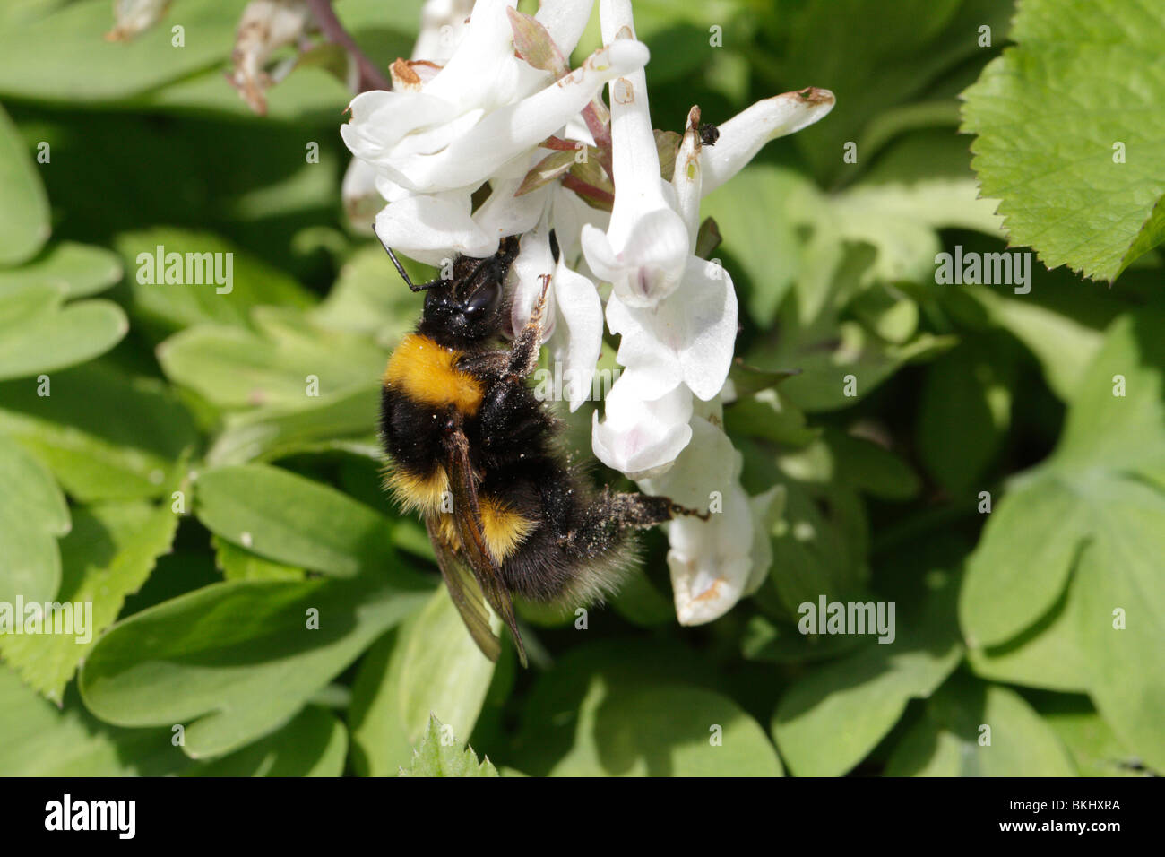 Garden bumblebee, Bombus hortorum, on white Corydalis flower Stock Photo