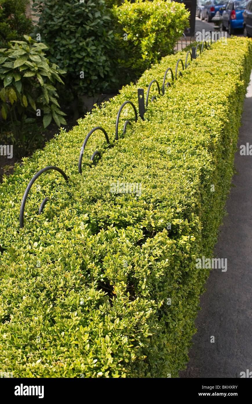 Box hedging grown around and through wrought iron railings Stock Photo