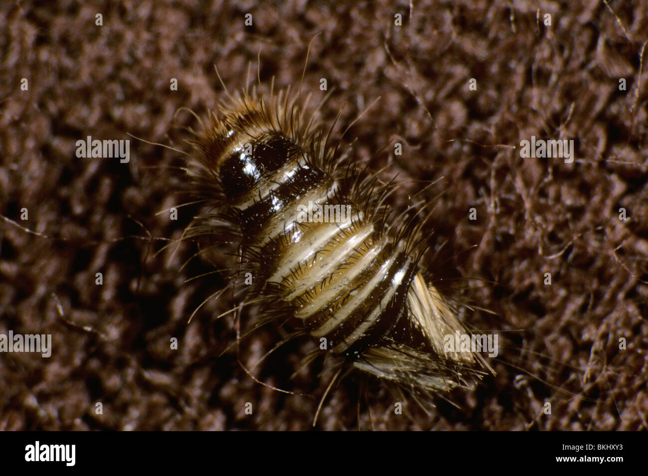 Woolly bear (Anthrenus spp.) carpet beetle larva beetle Stock Photo