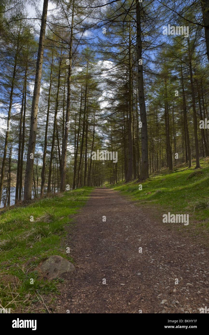 Woodland reservoir hires stock photography and images Alamy