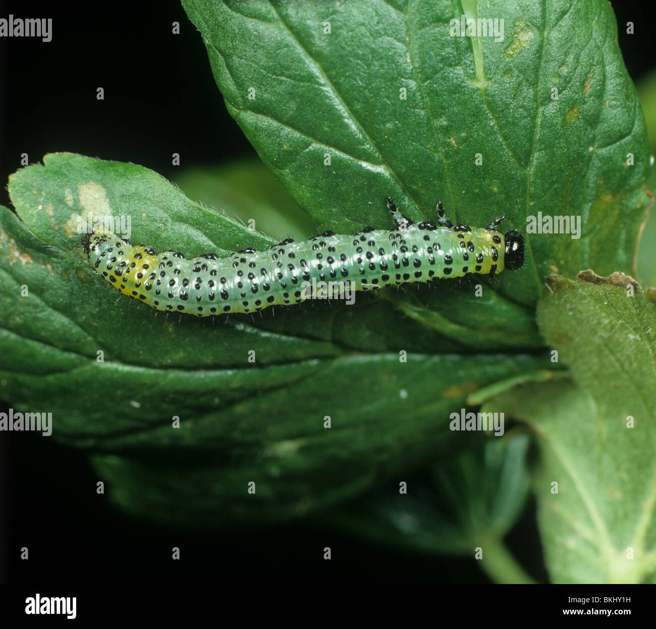 Gooseberry sawfly (Nematus ribesii) larva on a gooseberry leaf Stock Photo