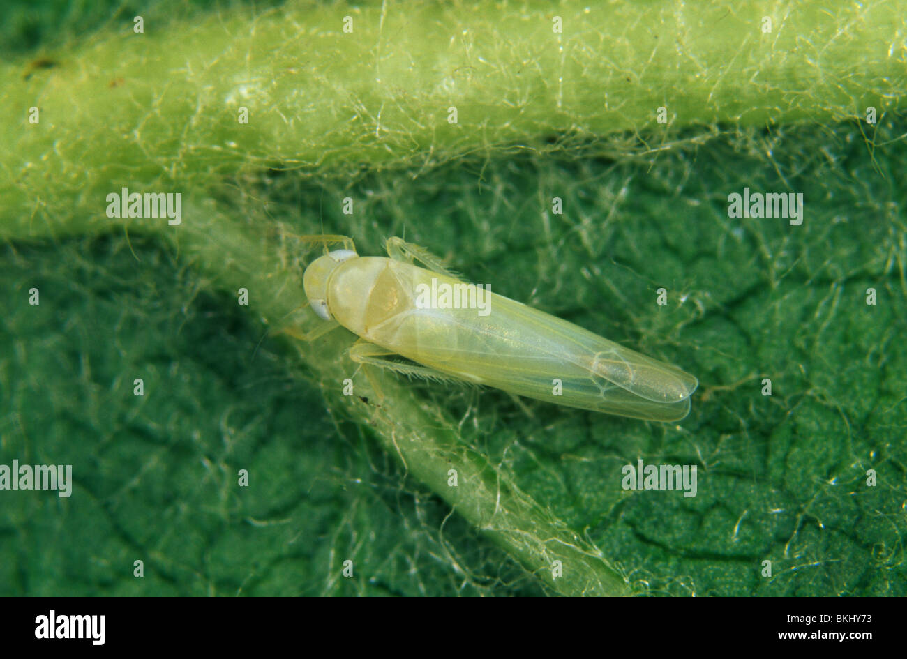 Leafhopper (Edwardsiana flavescens) on a leaf surface Stock Photo