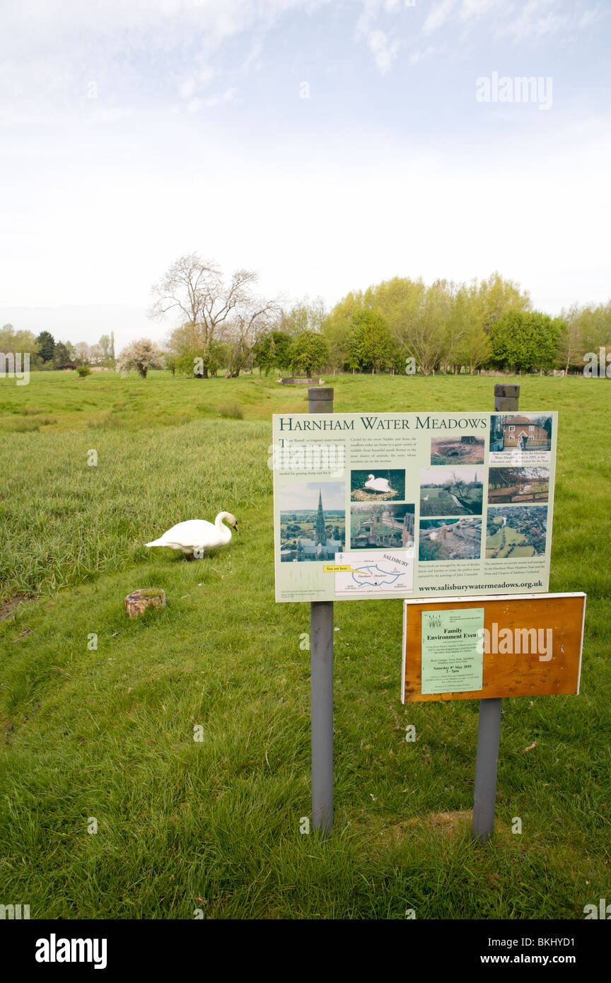 Information sign and swan in water meadows Stock Photo