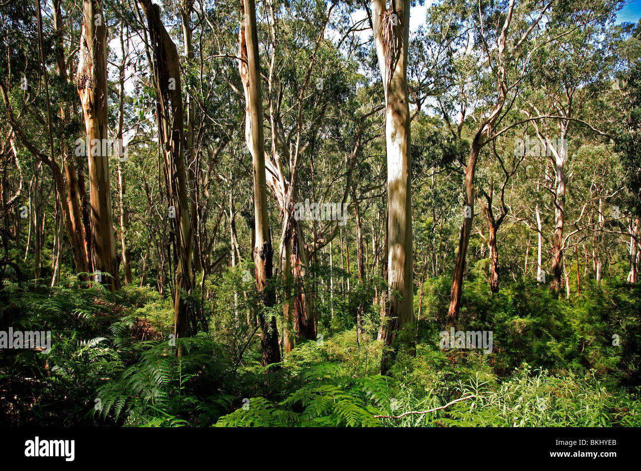 Australian Bush Gum Trees Victoria Australia Stock Photo