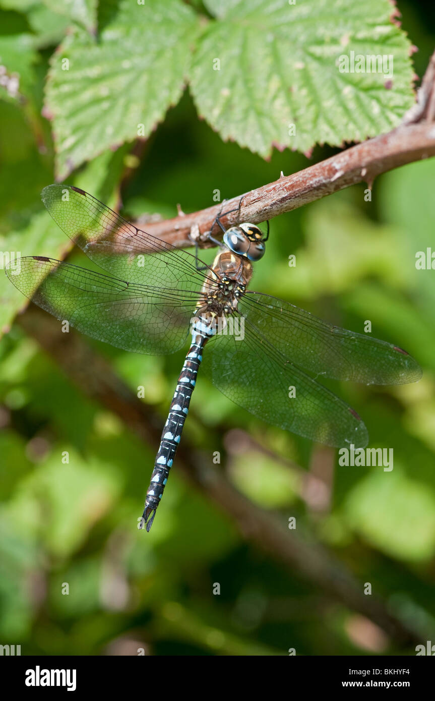 Common Hawker Dragonfly: Aeshna juncea. Male Stock Photo