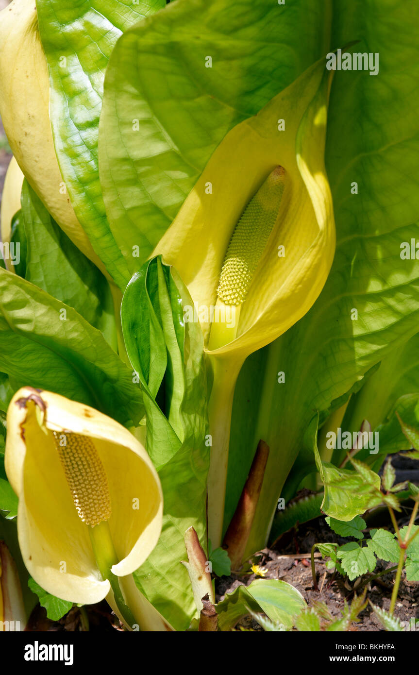 Western Skunk Cabbage (Lysichiton americanus) in flower Stock Photo - Alamy