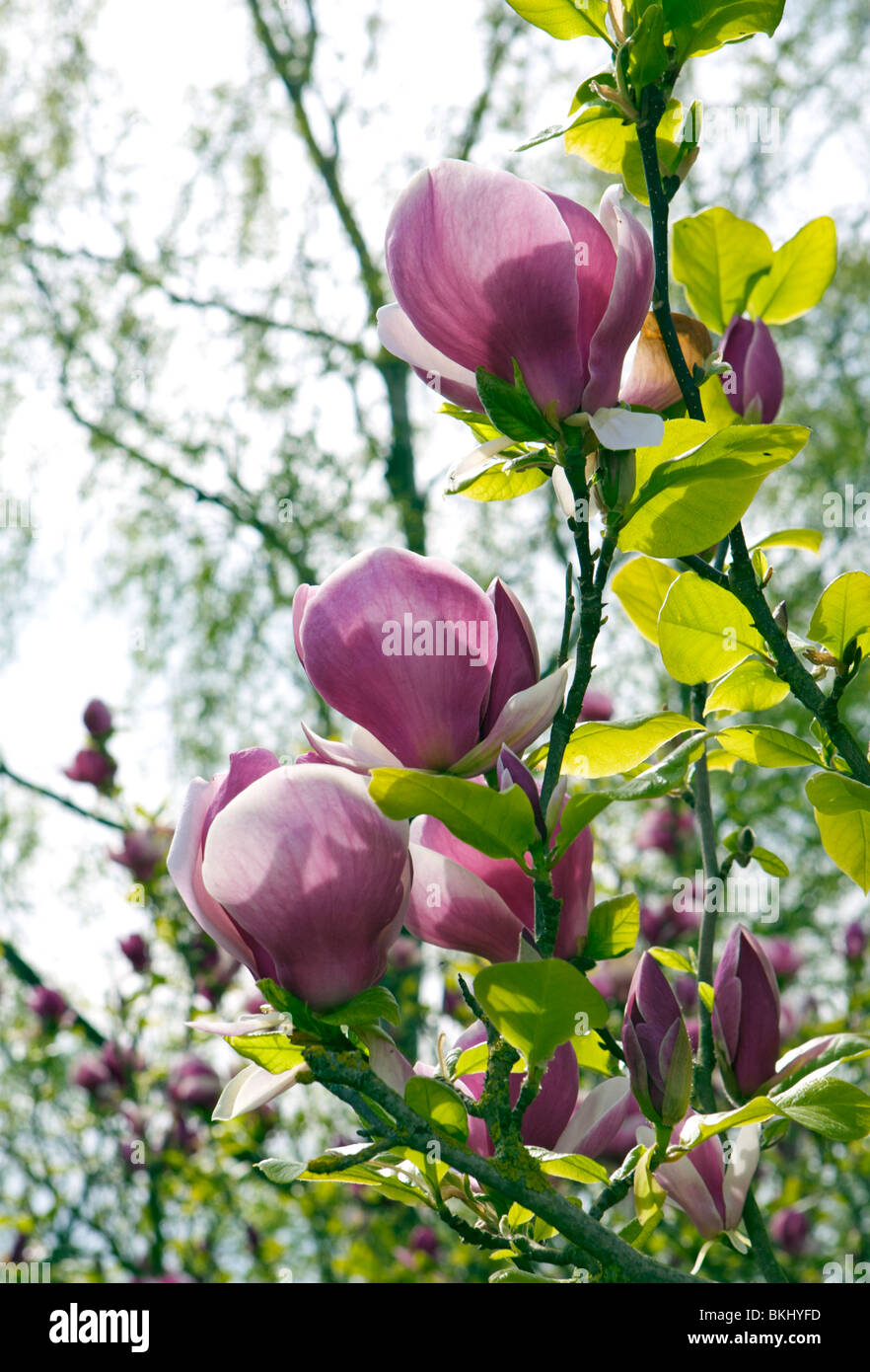 Magnolia flower leaf hi-res stock photography and images - Alamy