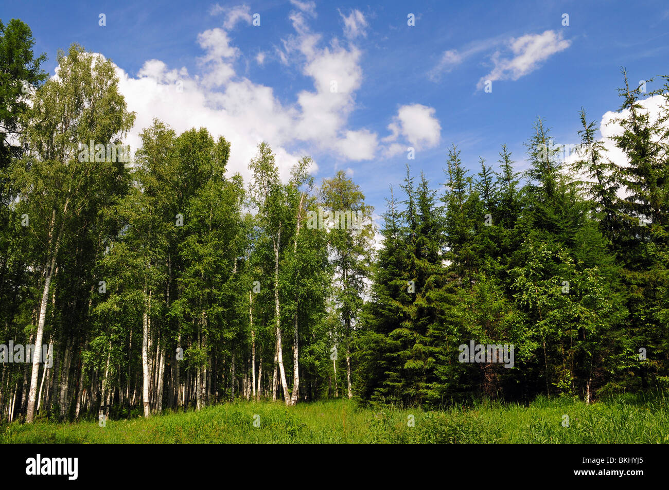 Summer landscape of young green forest with bright blue sky Stock Photo