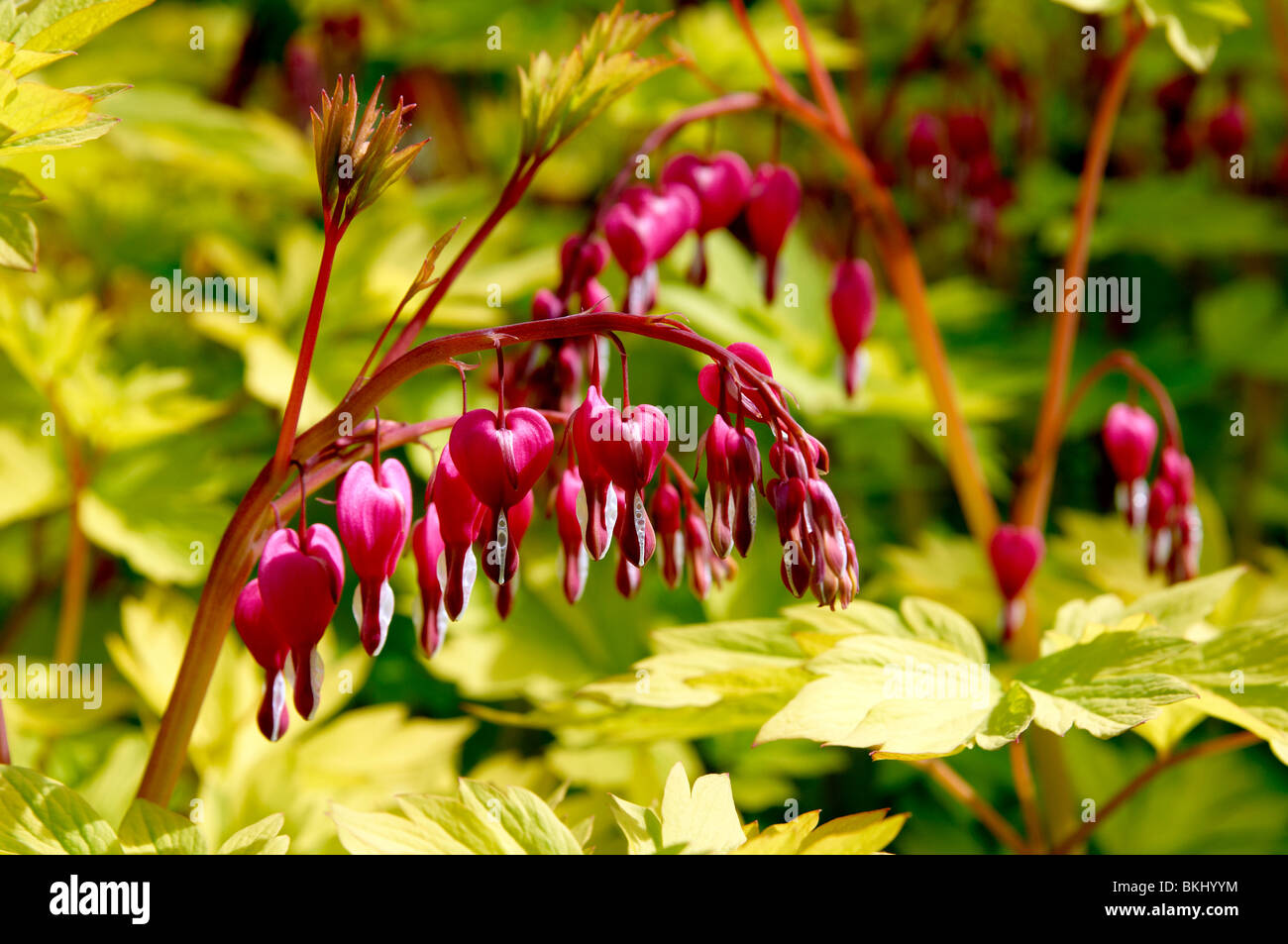 "Dicentra spectabilis" "Gold Heart" at the Sir Harold Hillier Gardens
