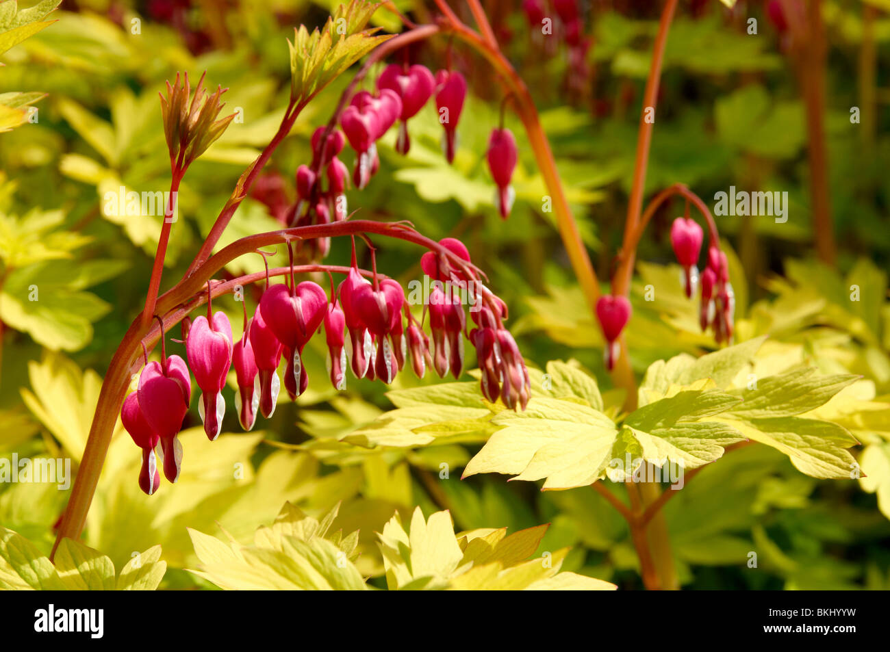 Dicentra Spectabilis Gold Heart High Resolution Stock Photography and