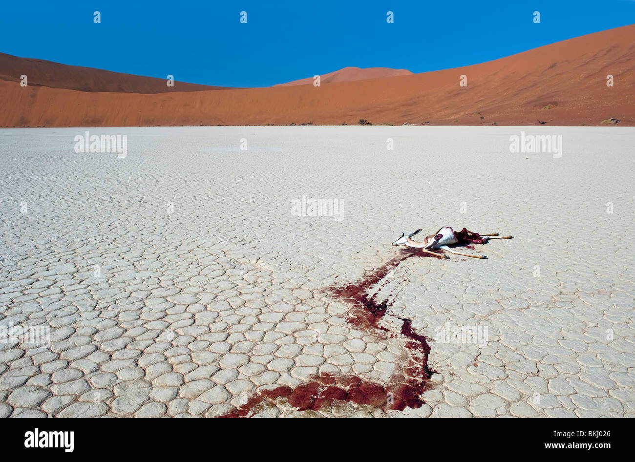 Dead Springbok leaves a Trail of Blood on the White Clay Pan in Deadvlei. Probably Attacked by Jackals During the Night, Namibia Stock Photo