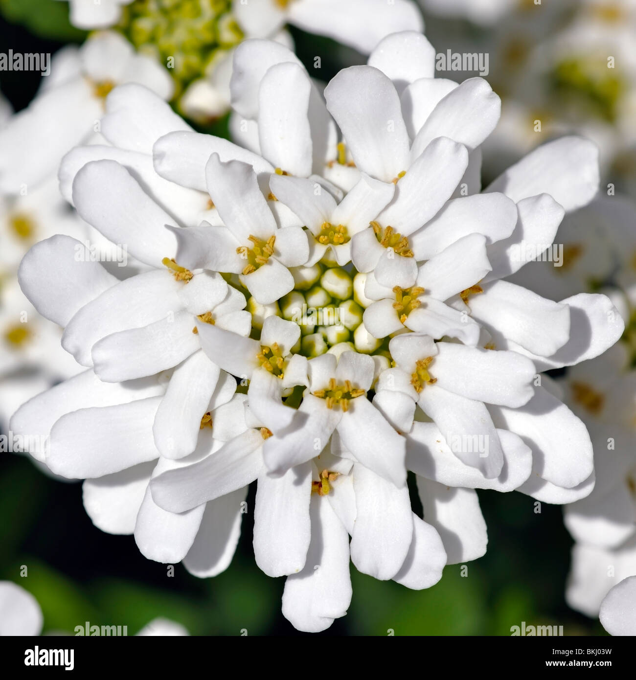 Corymb of Iberis sempervirens: profusion of pure white four-petaled flowers Stock Photo