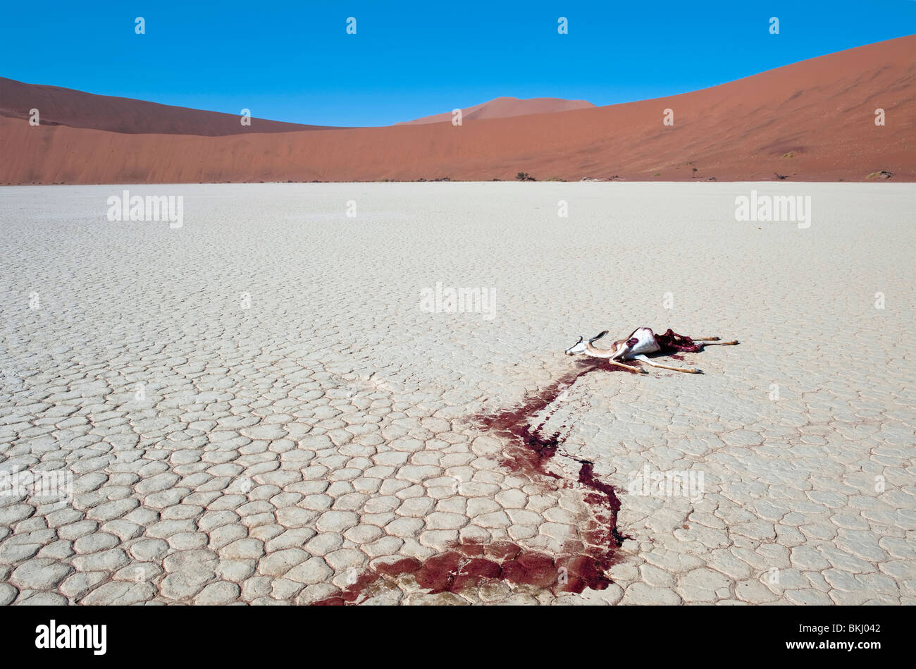 Dead Springbok leaves a Trail of Blood on the White Clay Pan in Deadvlei. Probably Attacked by Jackals During the Night, Namibia Stock Photo