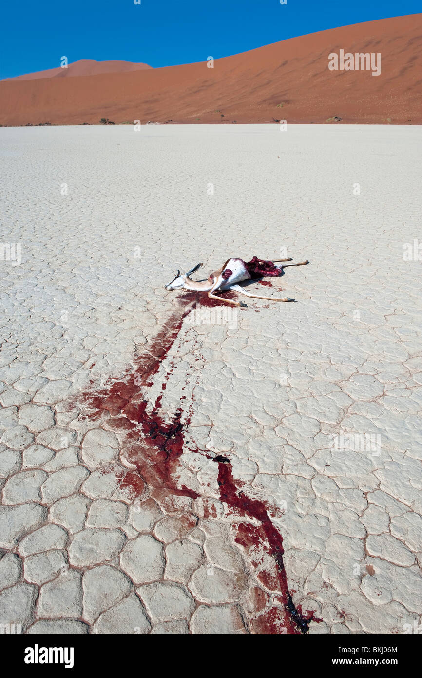 Dead Springbok leaves a Trail of Blood on the White Clay Pan in Deadvlei. Probably Attacked by Jackals During the Night, Namibia Stock Photo