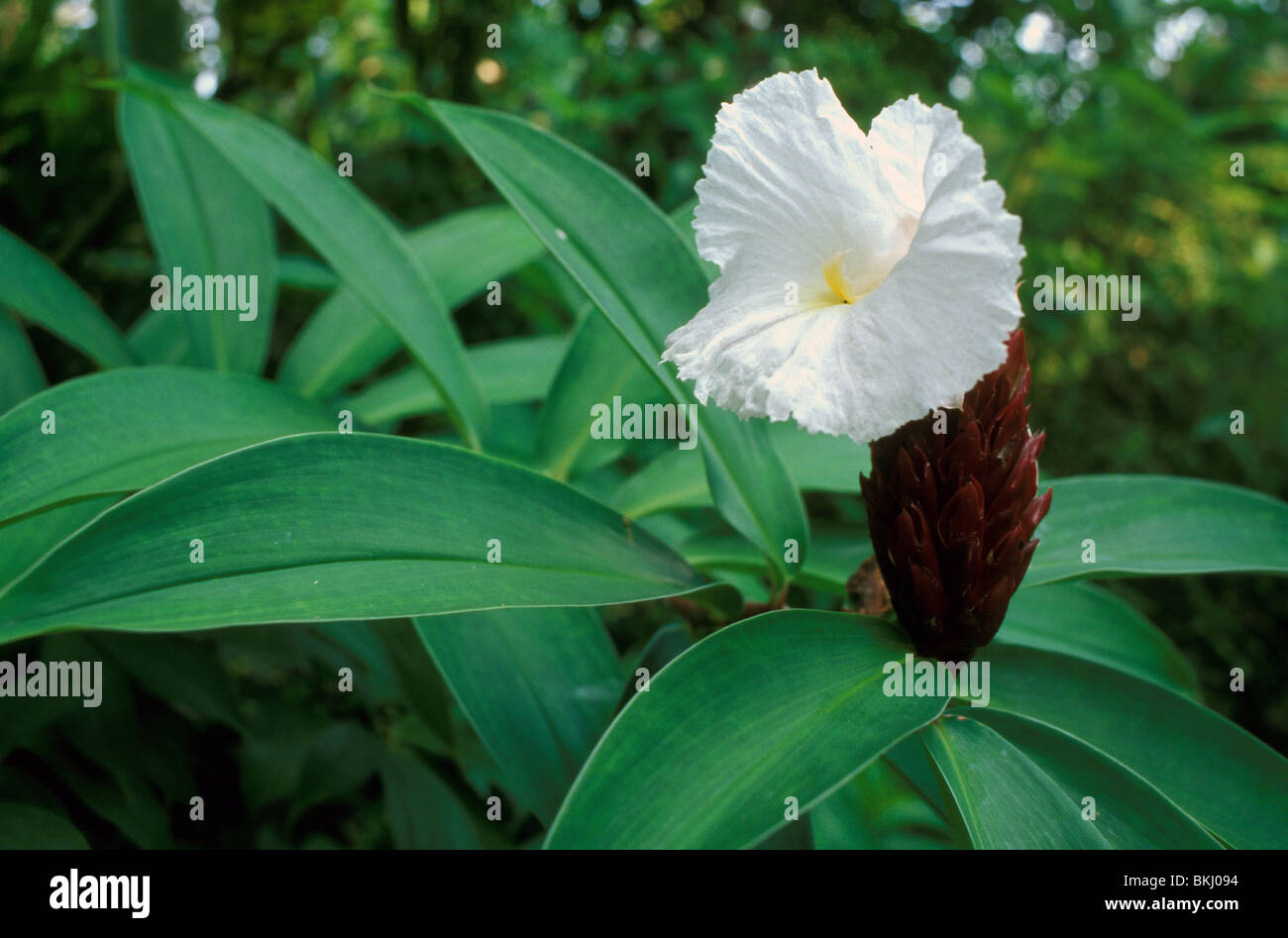 ginger flower, botanical gardens, singapore Stock Photo Alamy