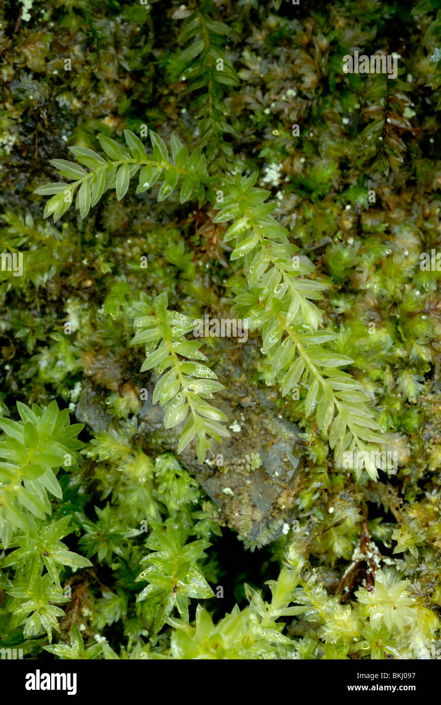 Plagiomnium undulatum moss, Wales. Stock Photo