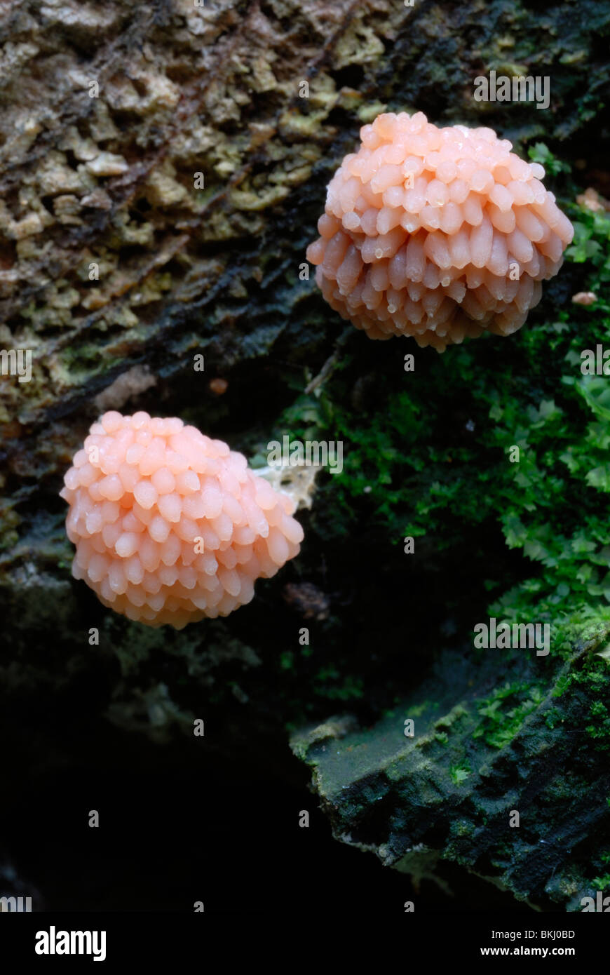 The 'slime mould' (Myxomycete) Tubifera ferruginosa, Wales, UK. Stock Photo