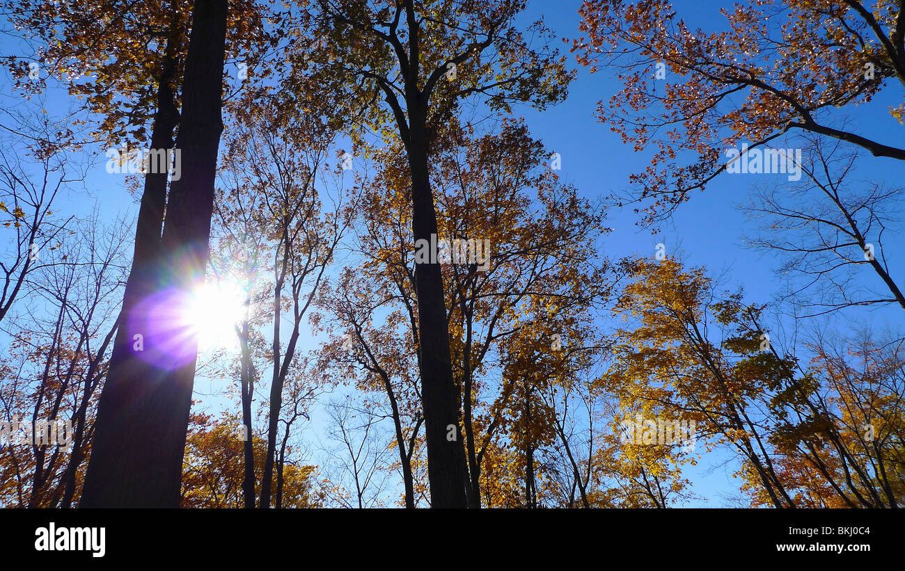 Inspirational sunburst shining through quiet fall foliage. Stock Photo