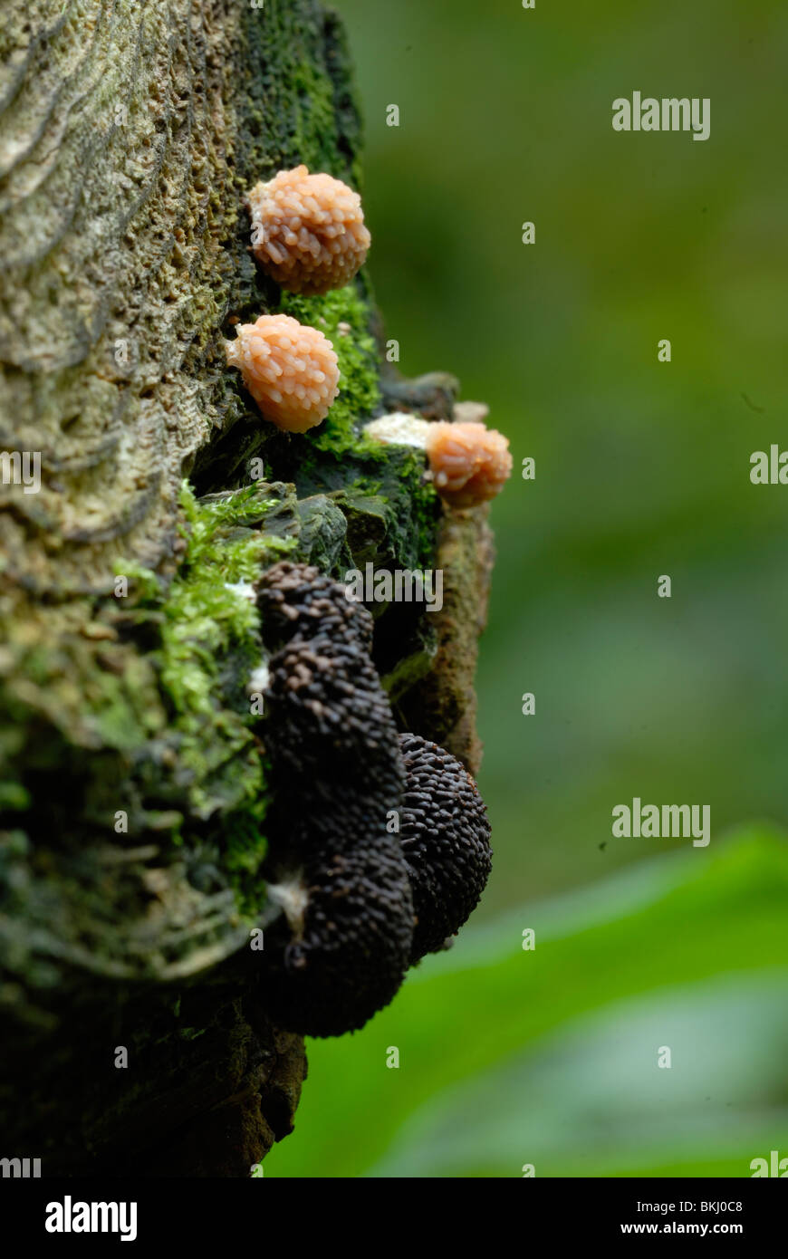 The 'slime mould' (Myxomycete) Tubifera ferruginosa, Wales. Stock Photo