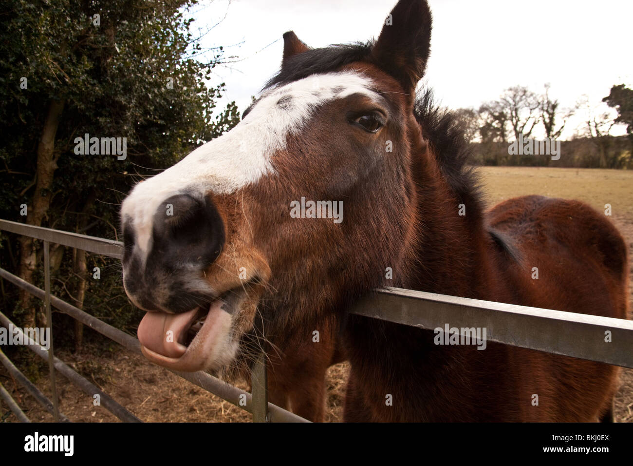 Horse tongue out hires stock photography and images Alamy