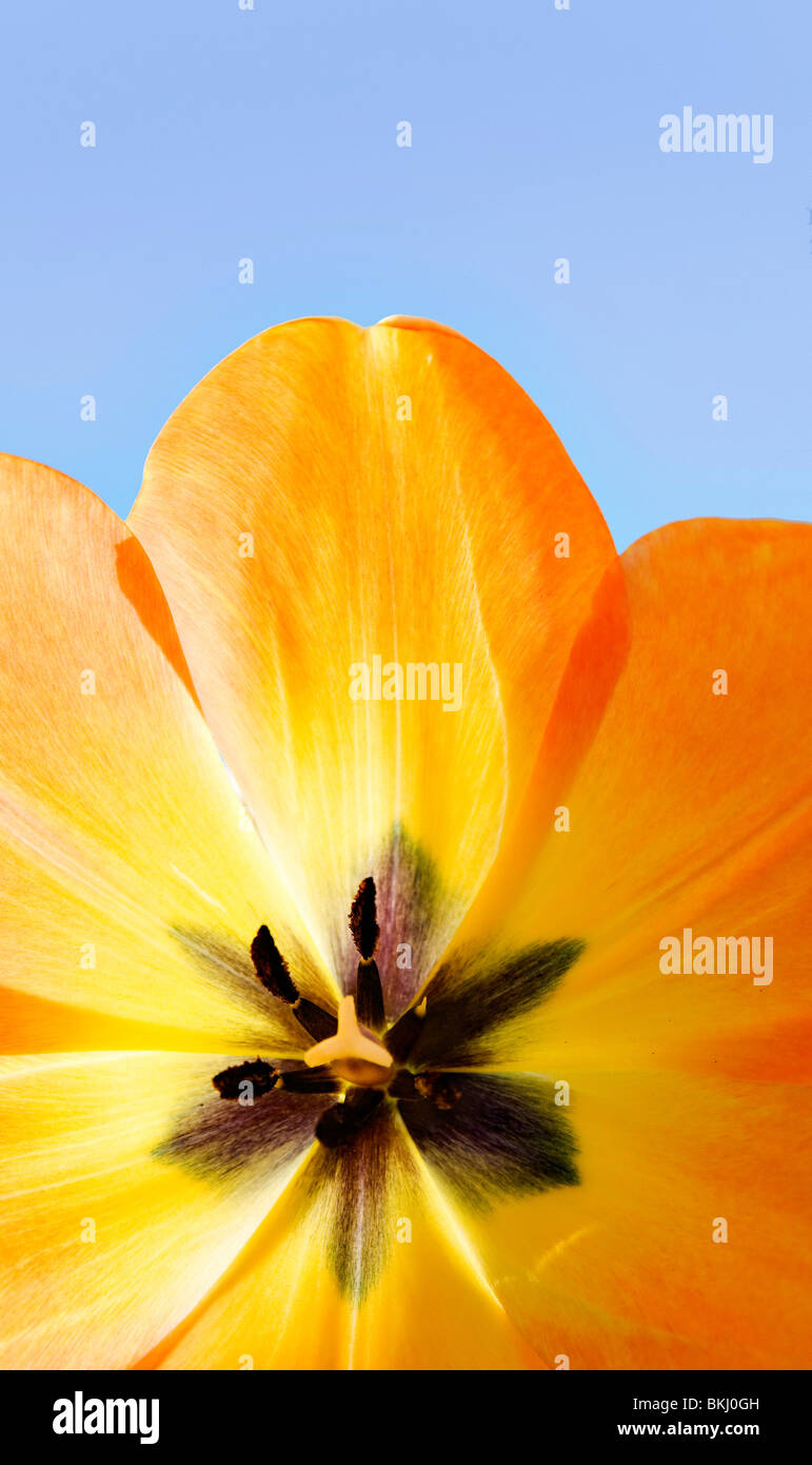 A full bloom spring tulip. Stock Photo