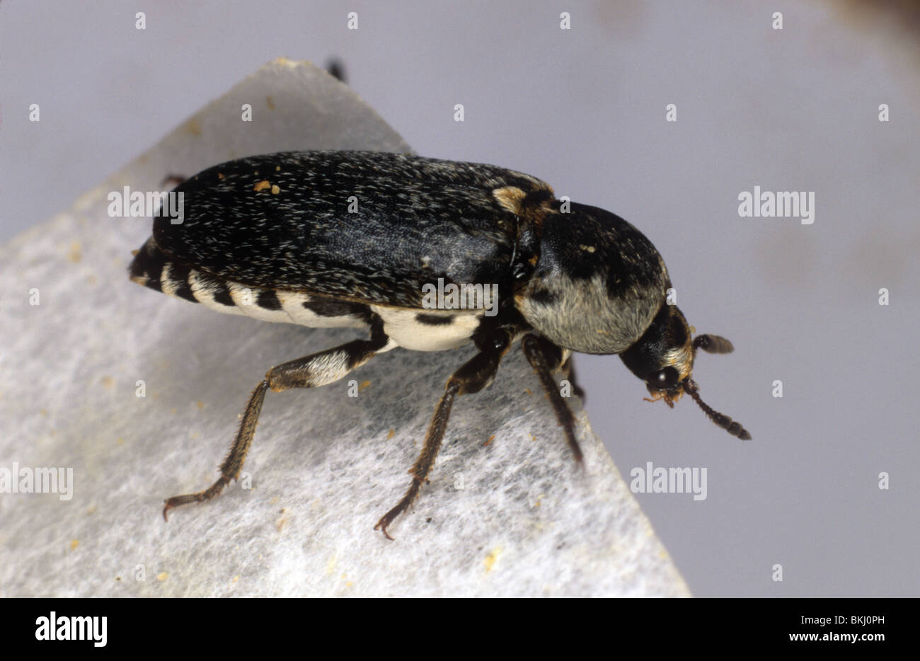Hide beetle (Dermestes frischi) adult pest Stock Photo