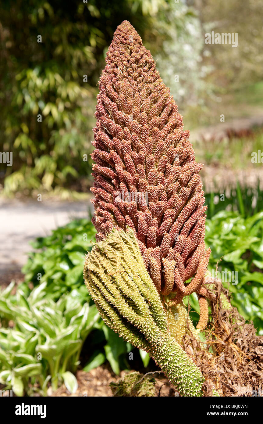 Flower head of Gunnera tinctoria (Molina) Mirbel bursting into life in the bog garden at Sir Harold Hillier Gardens, Hampshire. Stock Photo