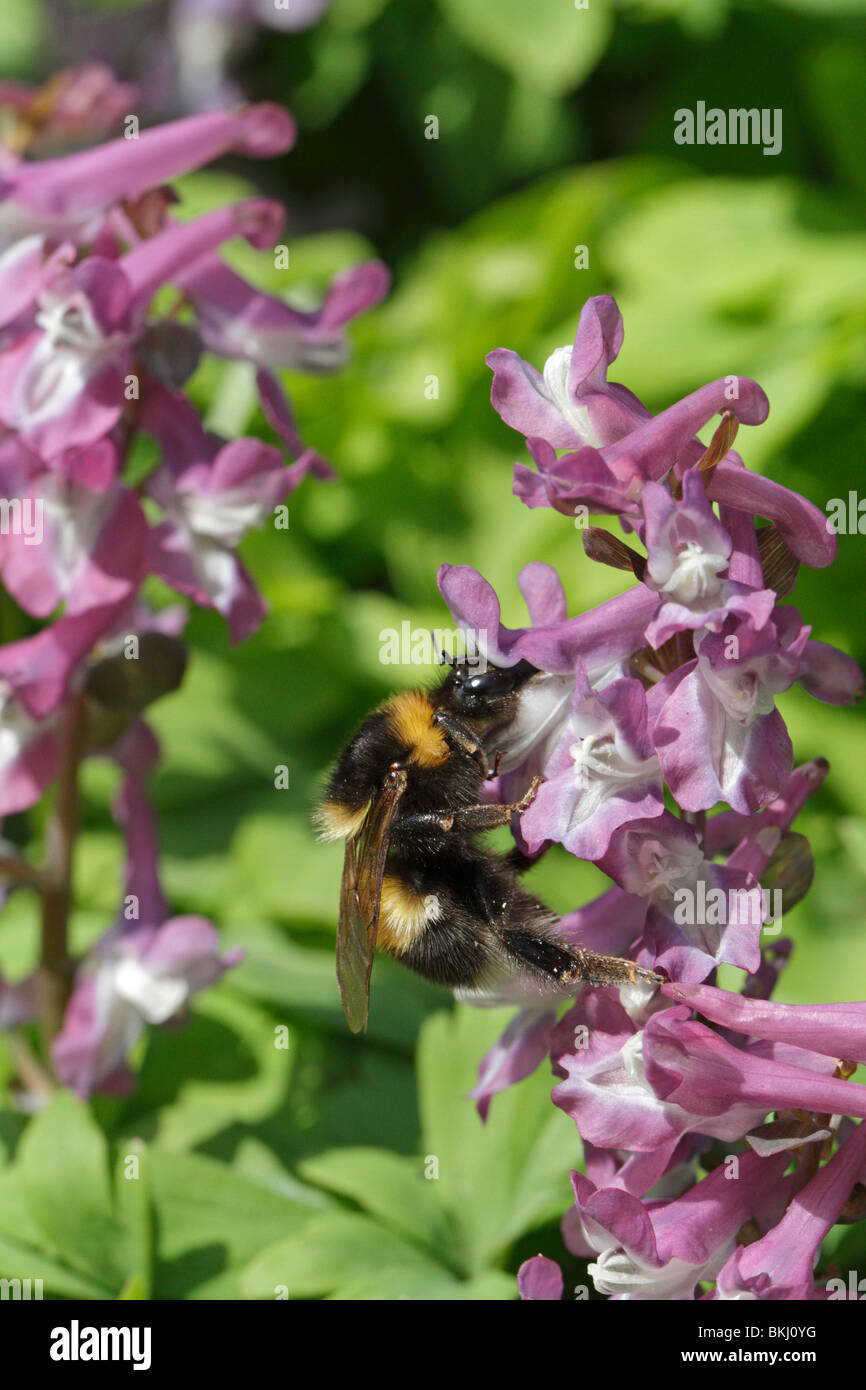 Bombus hortorum, the Garden Bumblebee, feeding on pink corydalis Stock Photo