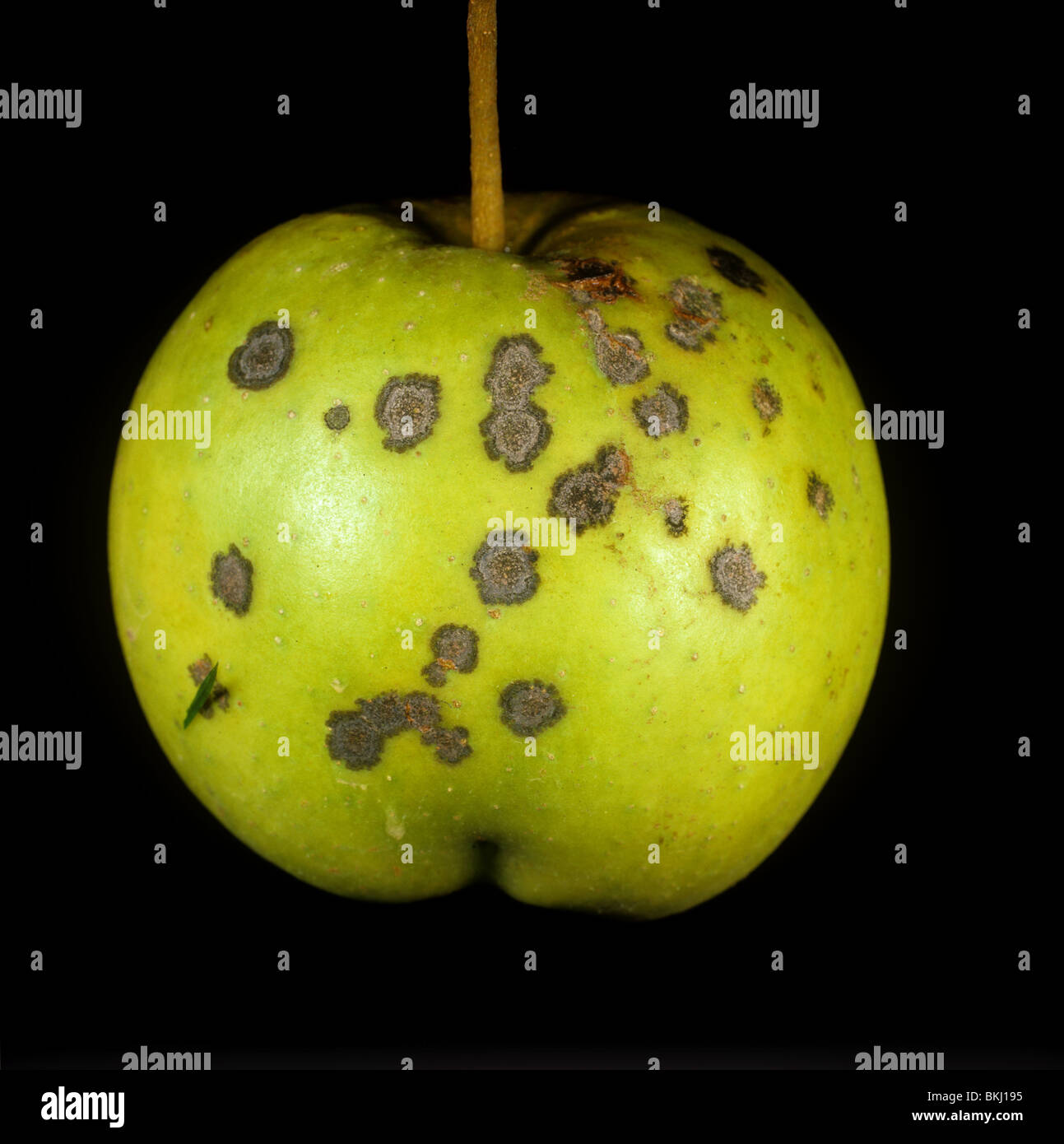 Symptoms of scab (Venturia inaequalis) on apple fruit Stock Photo