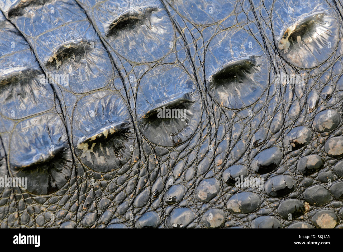 American Alligator: Alligator mississippiensis. Florida, USA. Close up of scutes on skin. Stock Photo