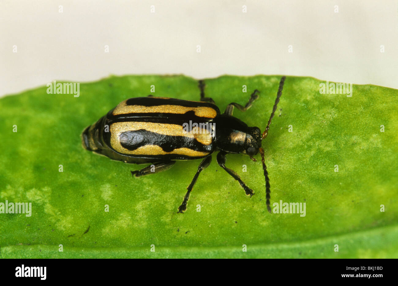 Alligator weed flea beetle (Agasicles hygrophila) introduced to feed on and control alligator weed Stock Photo