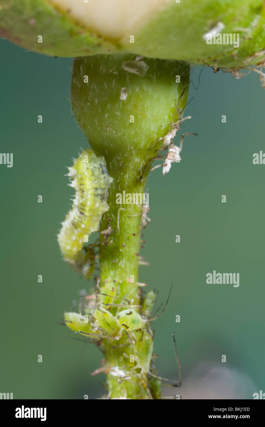 Hover fly larva attacking aphids Stock Photo