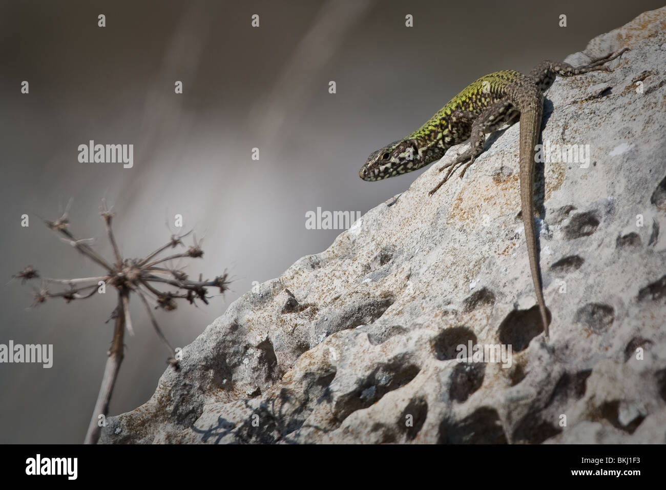 Wall lizard (Podarcis muralis) sunbathing on rock. Dorset, UK. Stock Photo