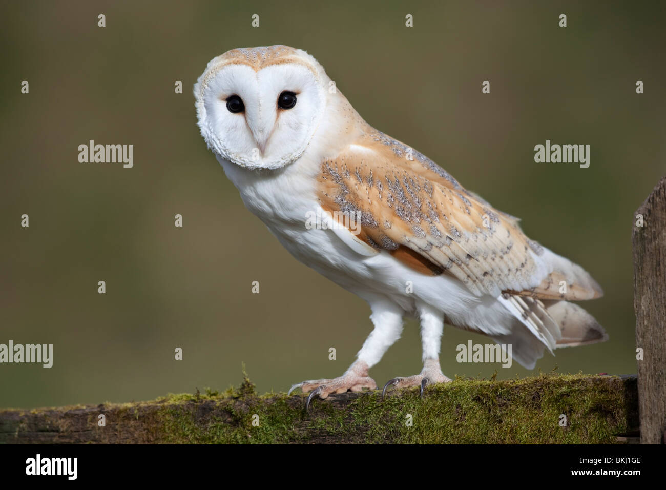 Barn Owl, Tyto alba; on a gate; Cornwall (captive bird) Stock Photo