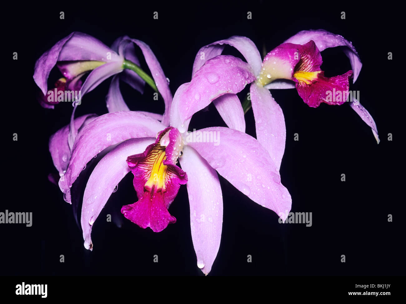Orchid, (Laelia anceps), tropical Mexico. Stock Photo