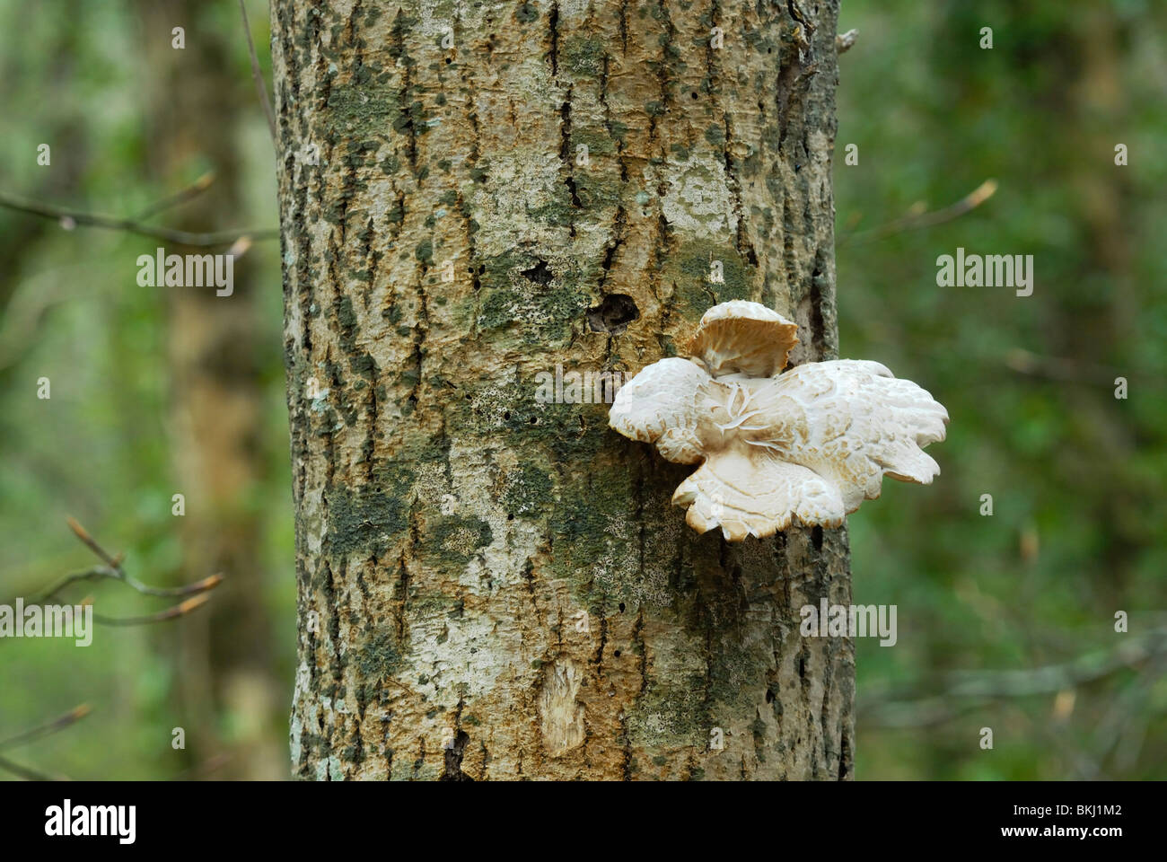 Pleurotus cf. cornucopiae fungus with lichen, Pyrenula macrospora growing on an Ash tree trunk, Wales, UK. Stock Photo